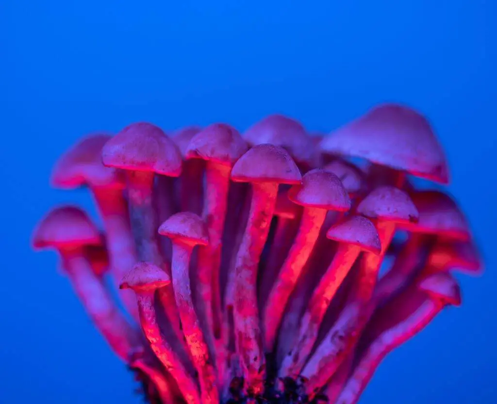 psilocybin mushrooms